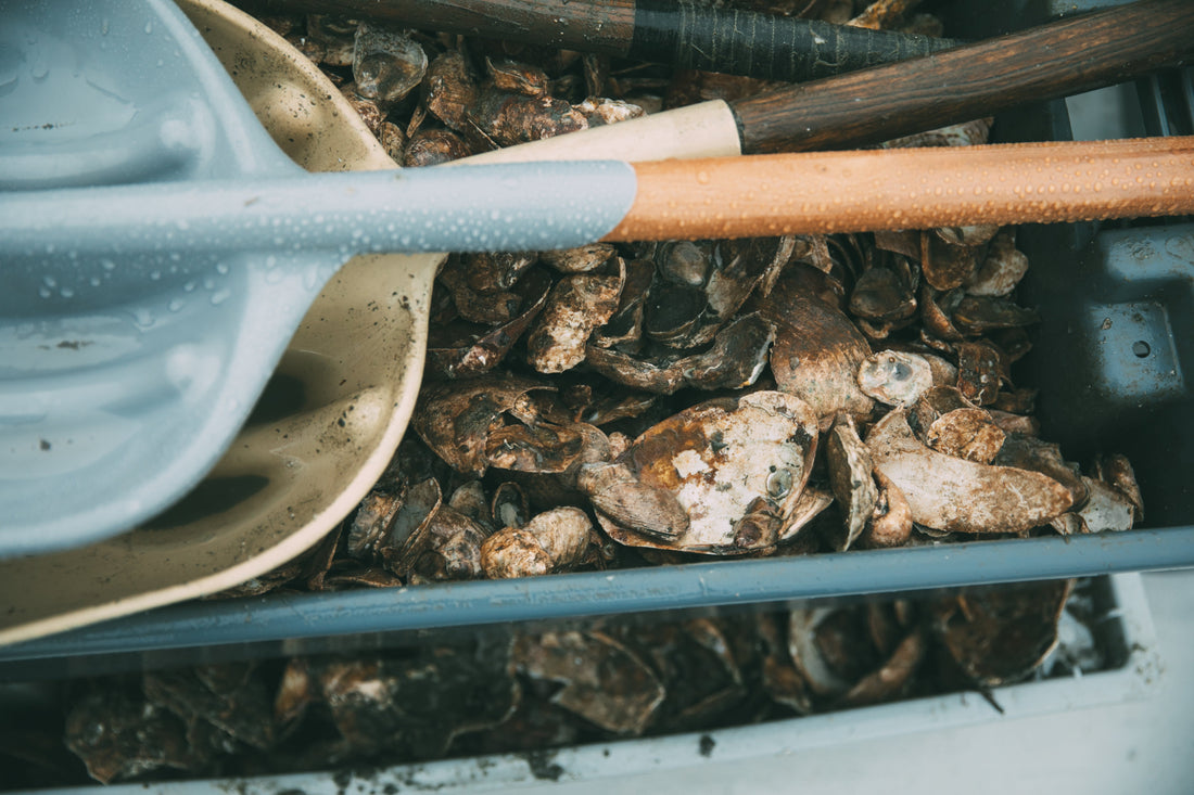 Year 2 COASTAL Project Reef Planting
