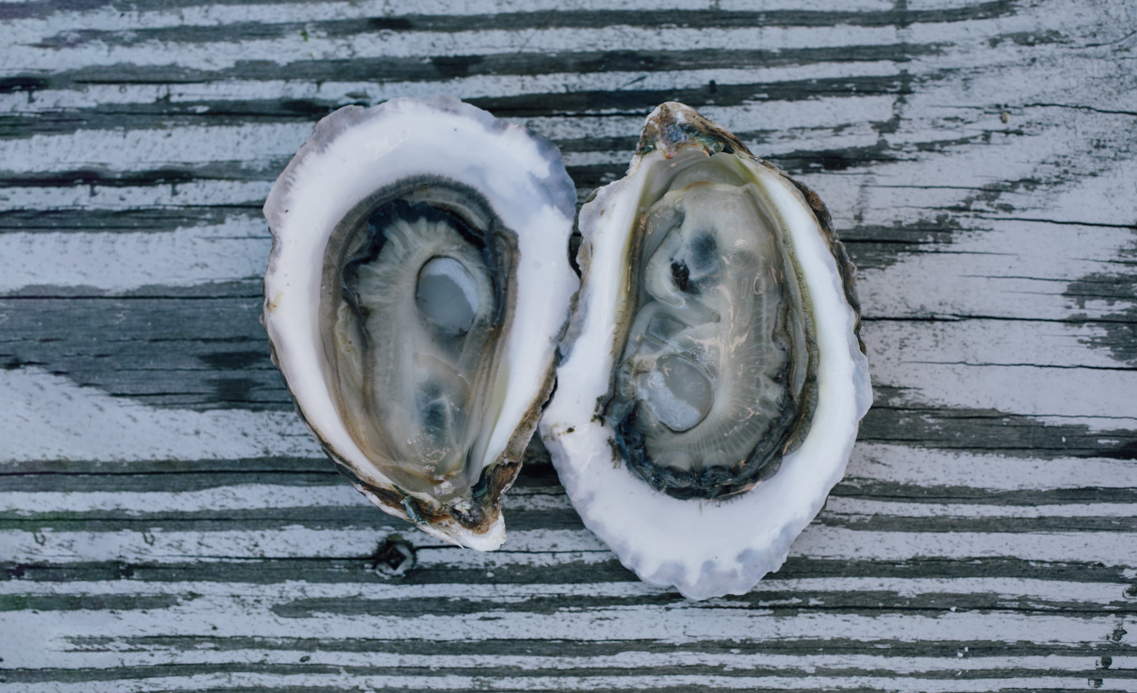 Jetty Rock Foundation