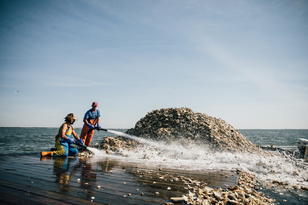 The Tuckerton & Mill Creek Reefs