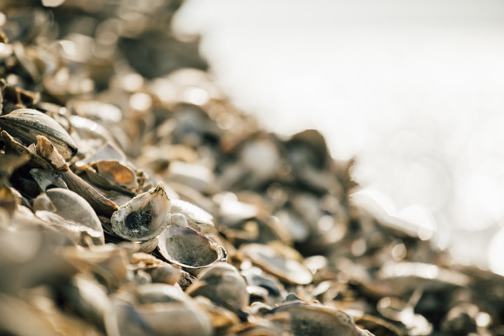 The Tuckerton & Mill Creek Reefs