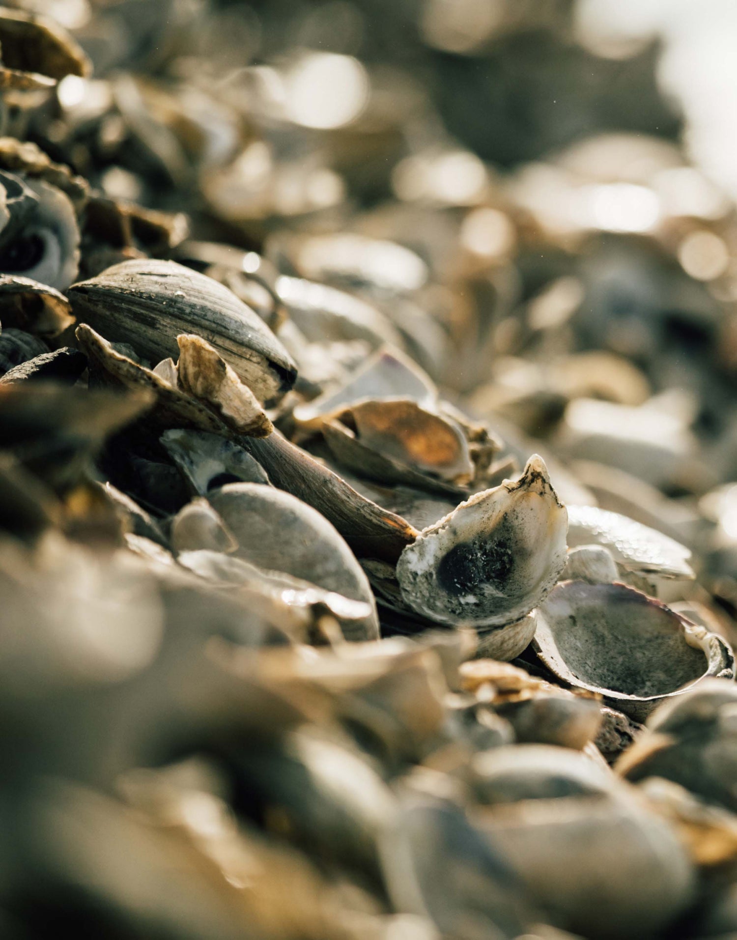 NJ Shell Exchange Program – Jetty Rock Foundation